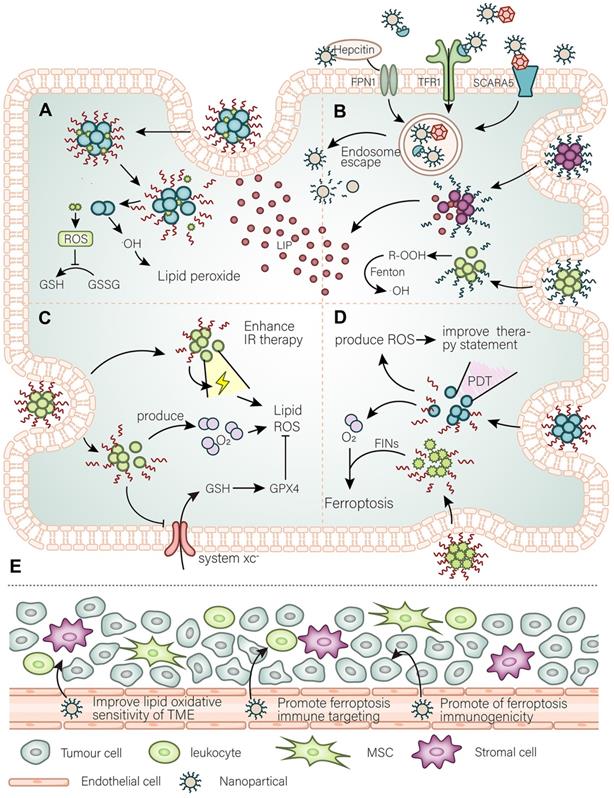 Targeting ferroptosis-based cancer therapy using nanomaterials ...