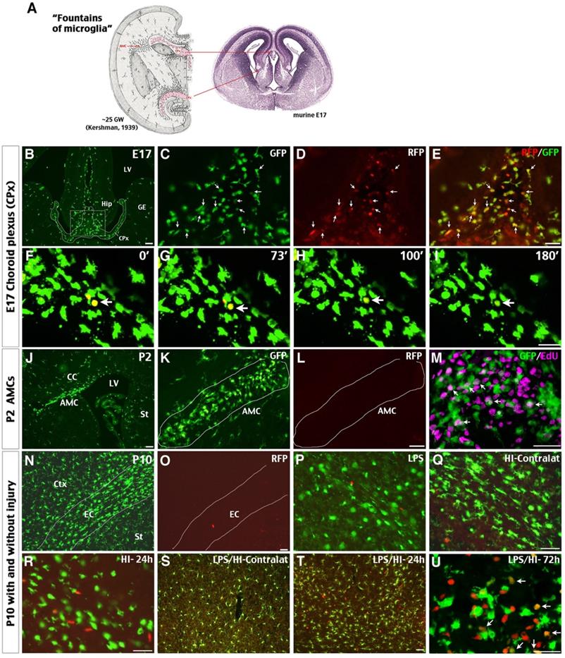 Theranostics Image