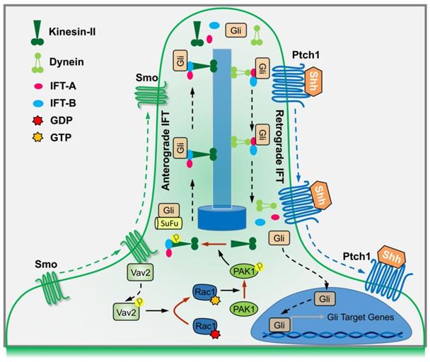 Theranostics Image