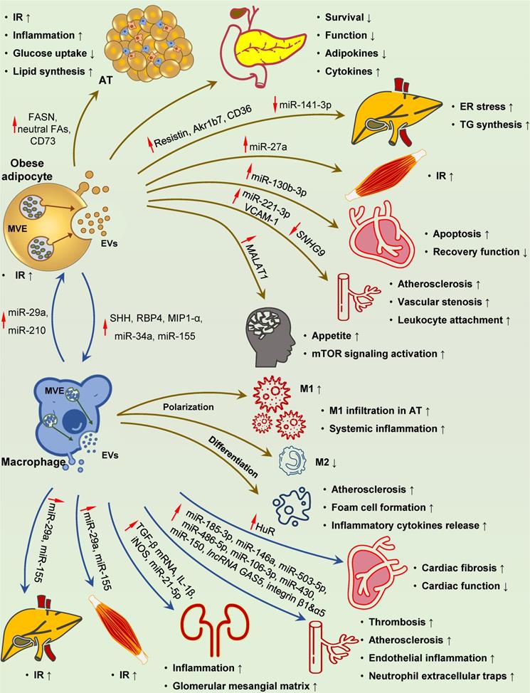 Theranostics Image