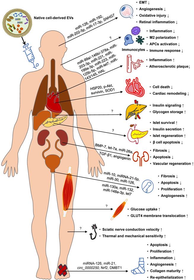 Mn Anatomica SS Crewe