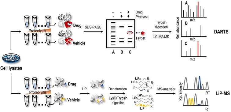 An update of label-free protein target identification methods for ...