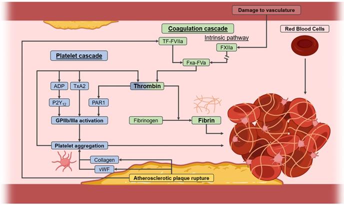 Theranostics Image