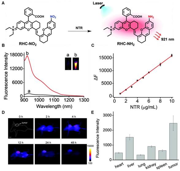 Activatable NIR-II organic fluorescent probes for bioimaging