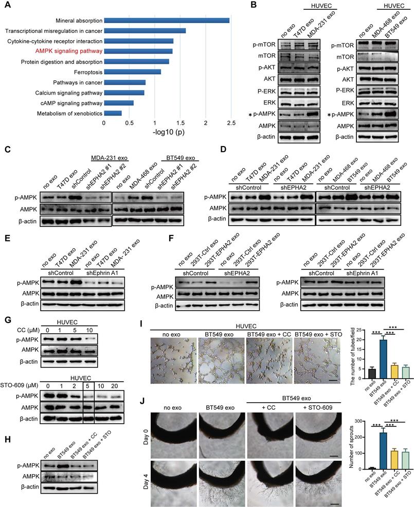 Exosomal Epha2 Derived From Highly Metastatic Breast Cancer Cells Promotes Angiogenesis By 7792