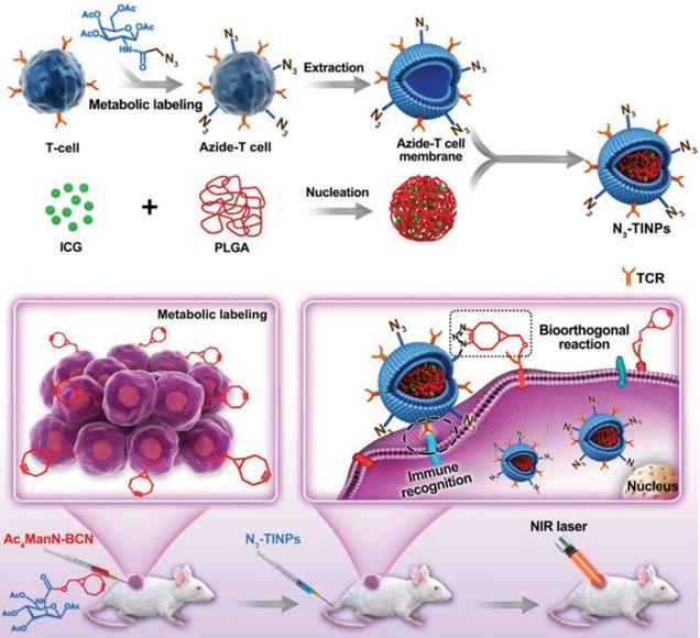 Theranostics Image