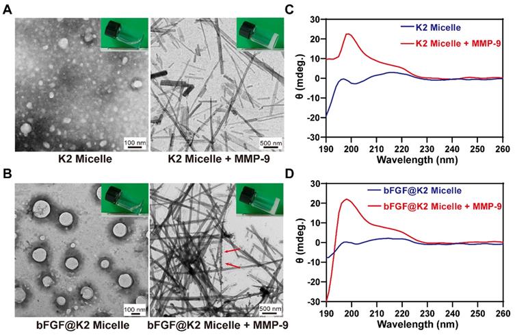 Theranostics Image