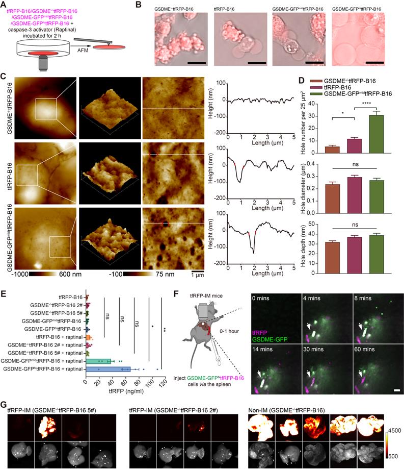 Theranostics Image