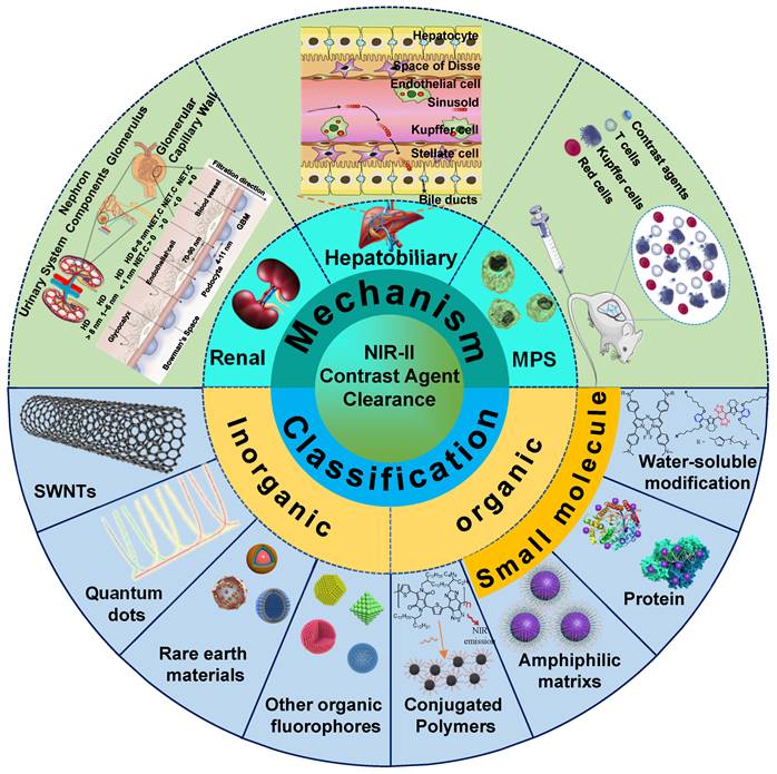 Theranostics Image