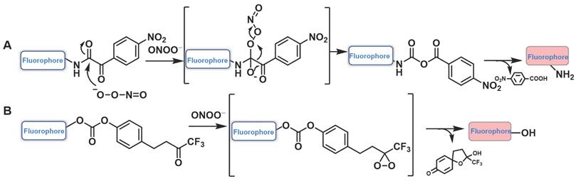 Recent advances in fluorescent probes of peroxynitrite: Structural,  strategies and biological applications