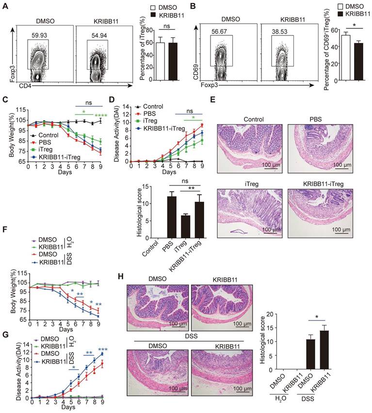 HSF1 promotes CD69+ Treg differentiation to inhibit colitis progression