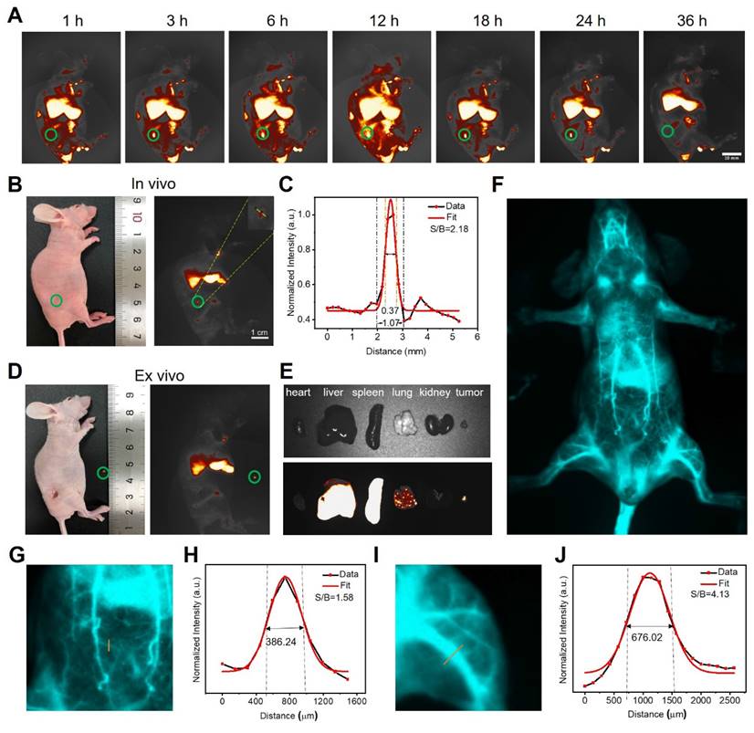 Theranostics Image