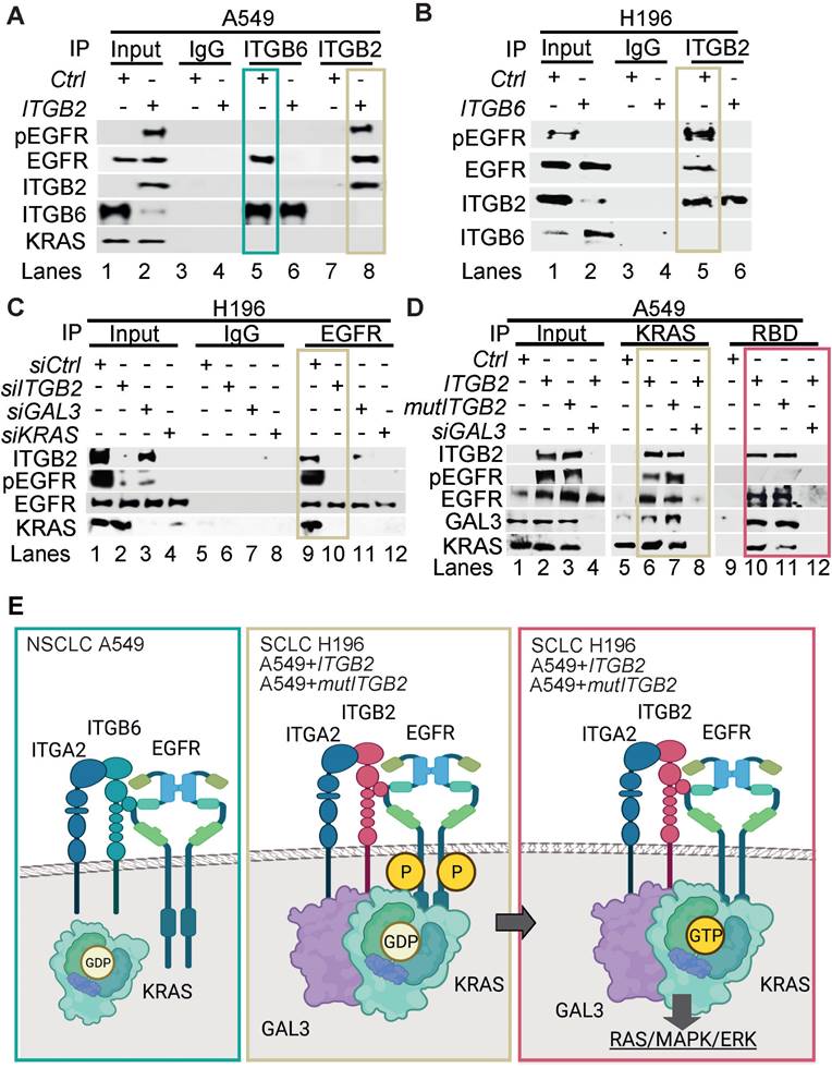 Theranostics Image