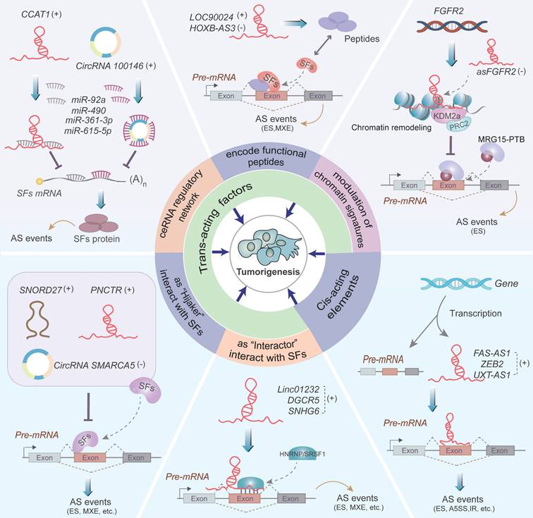 Theranostics Image