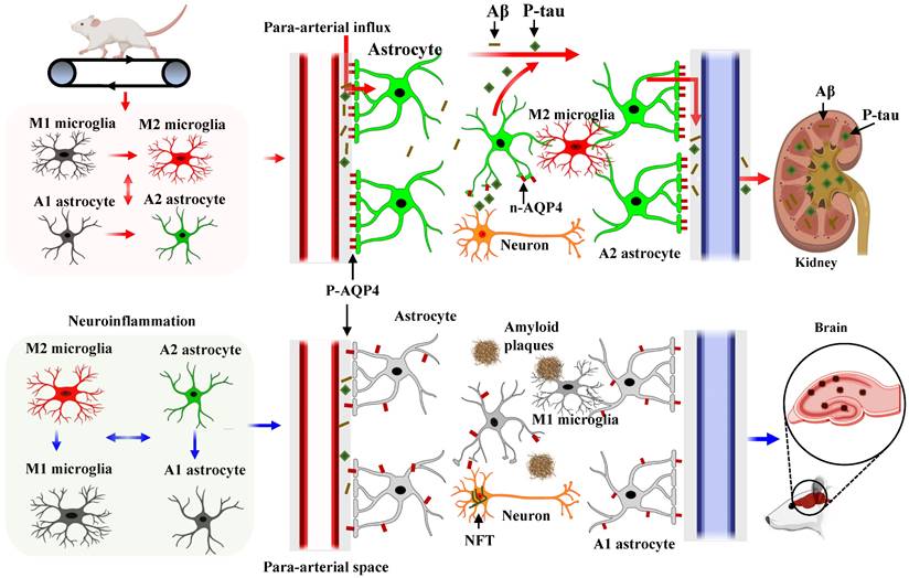 High-intensity interval training ameliorates Alzheimer's disease-like ...