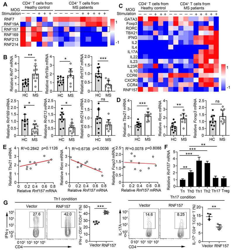 RNF157 attenuates CD4+ T cell-mediated autoimmune response by promoting ...