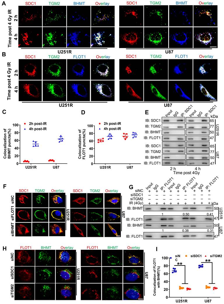 Theranostics Image