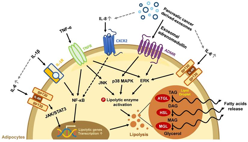 Browning of the white adipose tissue regulation: new insights into