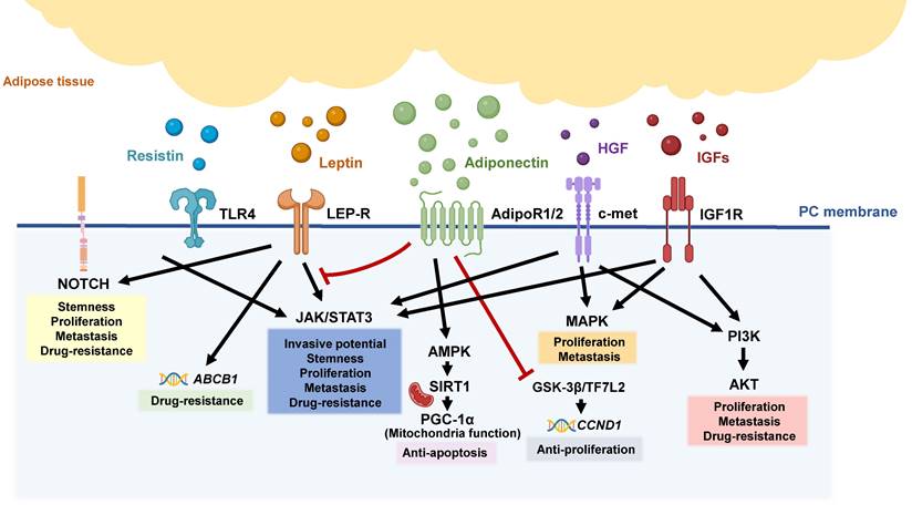 Browning of the white adipose tissue regulation: new insights into