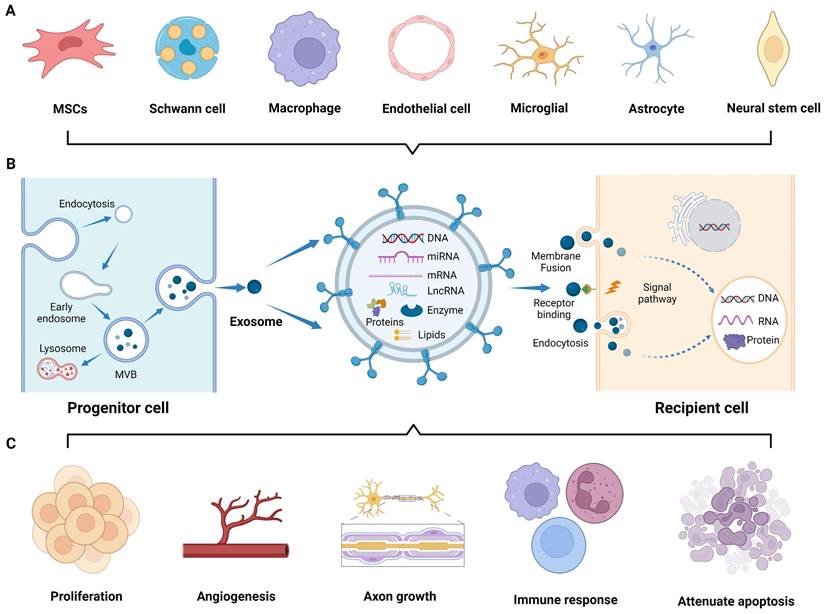 Engineering strategies and optimized delivery of exosomes for ...