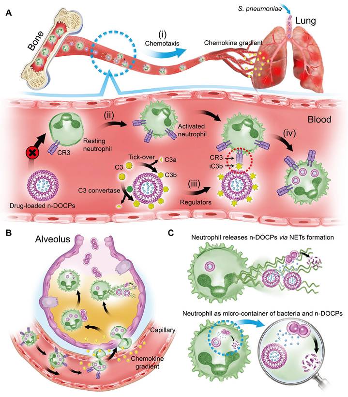 Advanced hitchhiking nanomaterials for biomedical applications