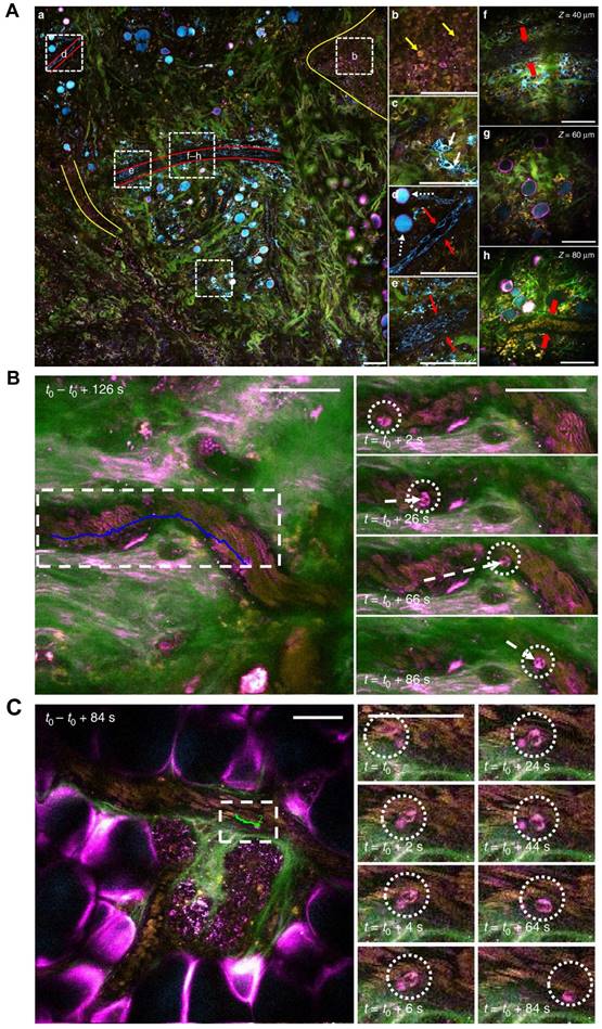 Theranostics Image