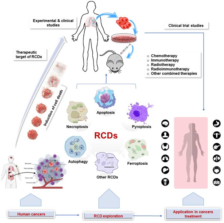 Current evidence and therapeutic implication of PANoptosis in cancer