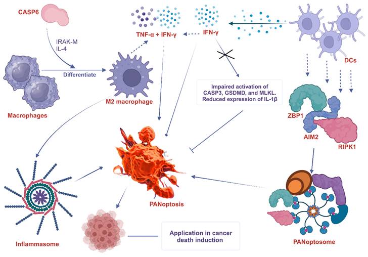 Current evidence and therapeutic implication of PANoptosis in cancer