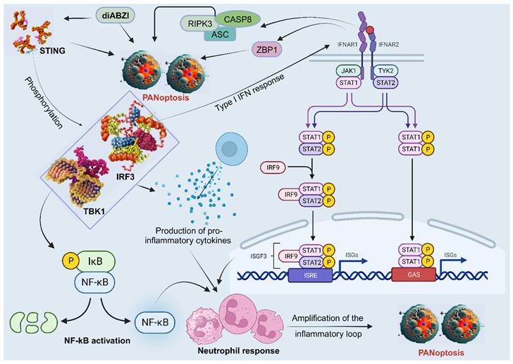 Current evidence and therapeutic implication of PANoptosis in cancer