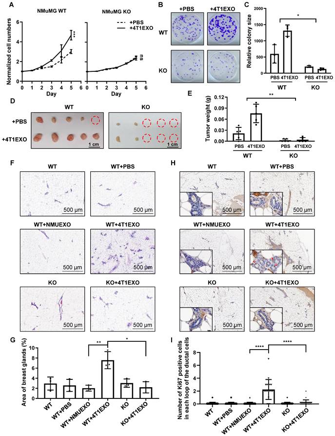 Microenvironment-induced CREPT expression by cancer-derived small ...