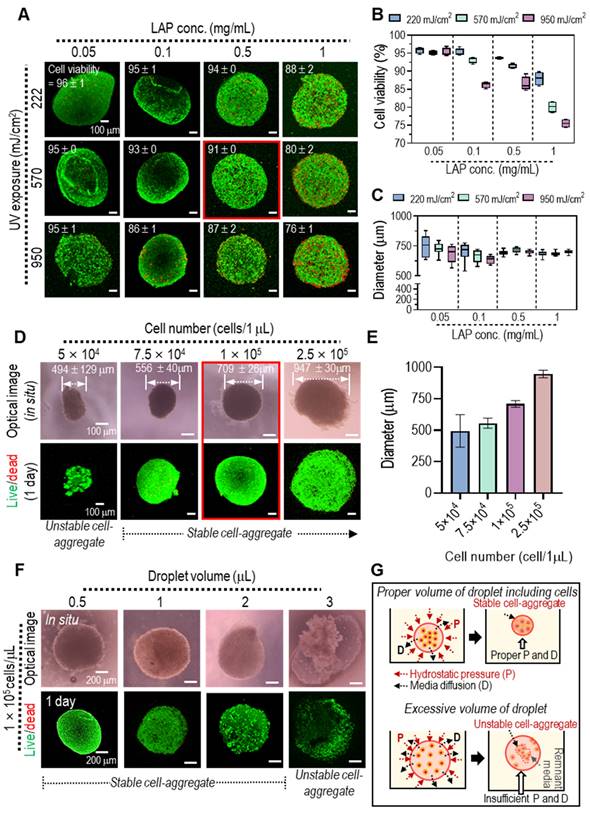 Macroscale Adipose Tissue from Cellular Aggregates: A Simplified