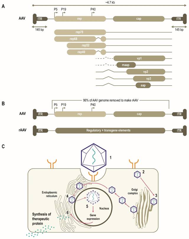 Theranostics Image