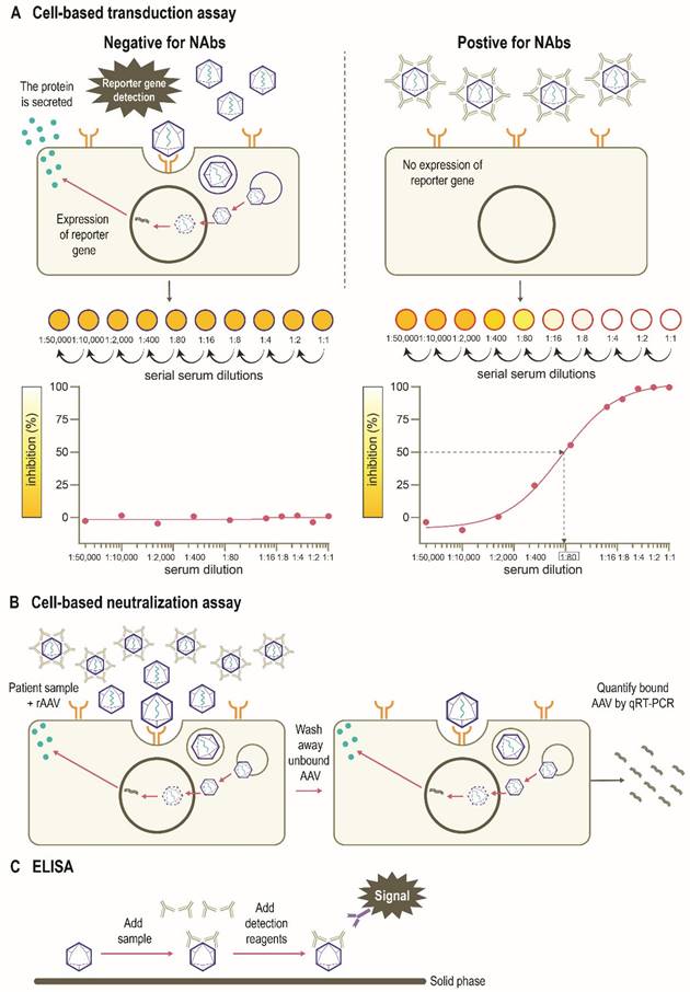 Understanding AAV vector immunogenicity: from particle to patient