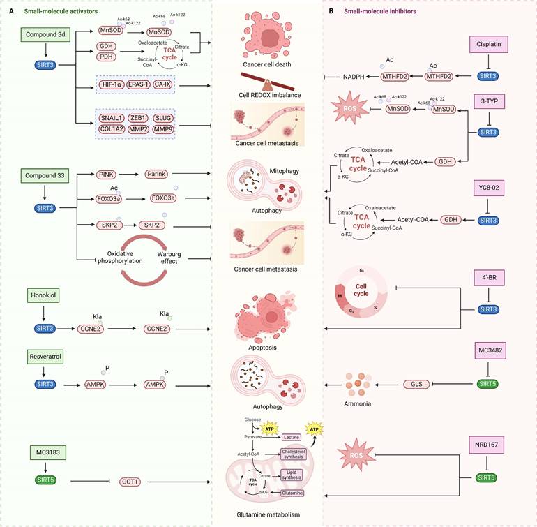 Theranostics Image