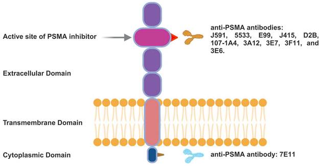 Theranostics Image