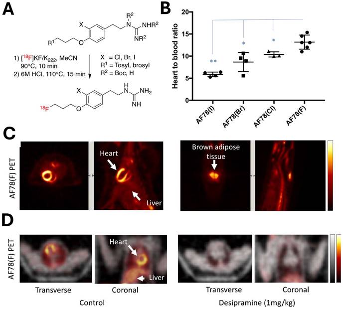 Theranostics Image