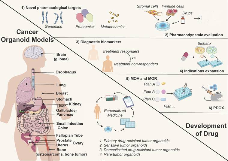 Theranostics Image