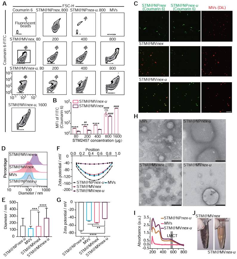 Theranostics Image