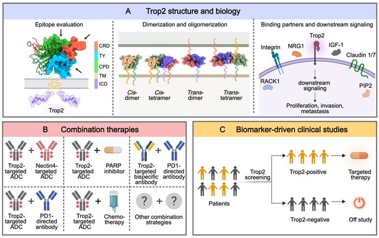 Theranostics Image