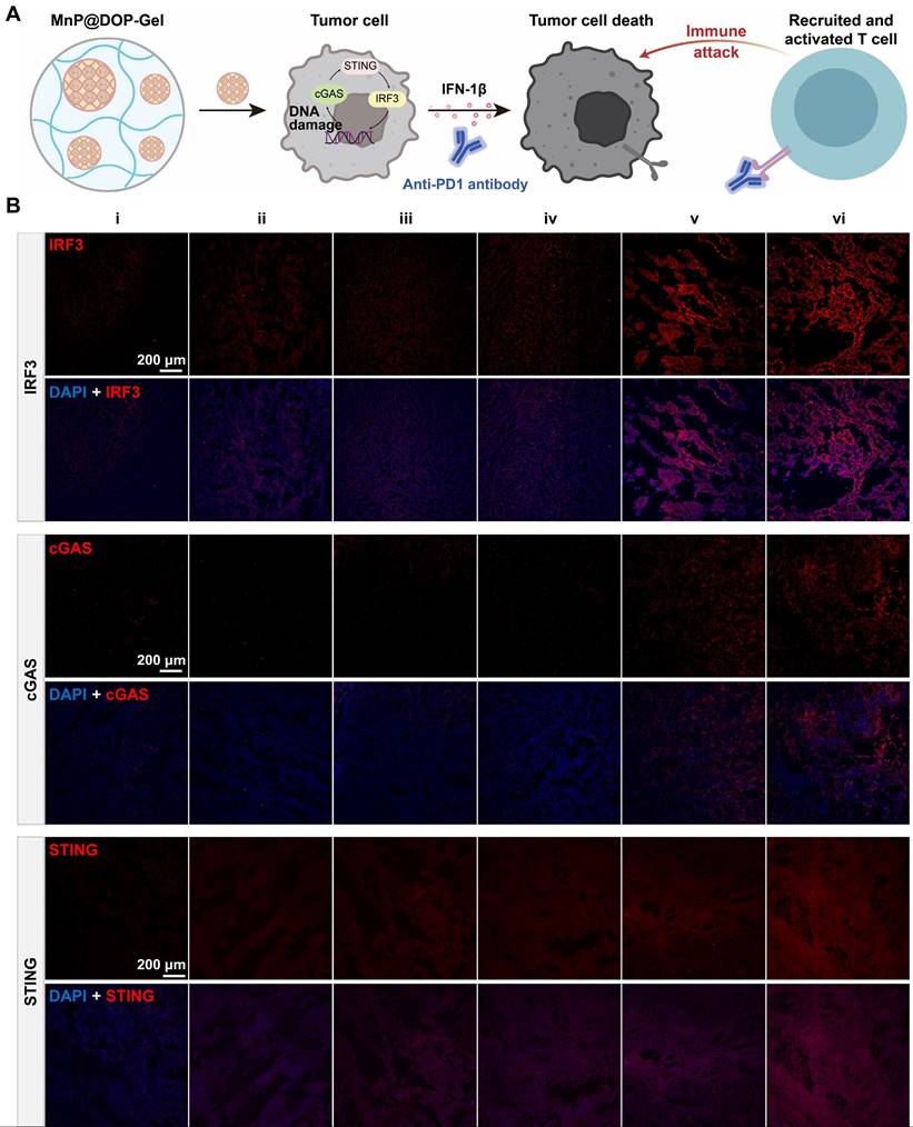 Theranostics Image