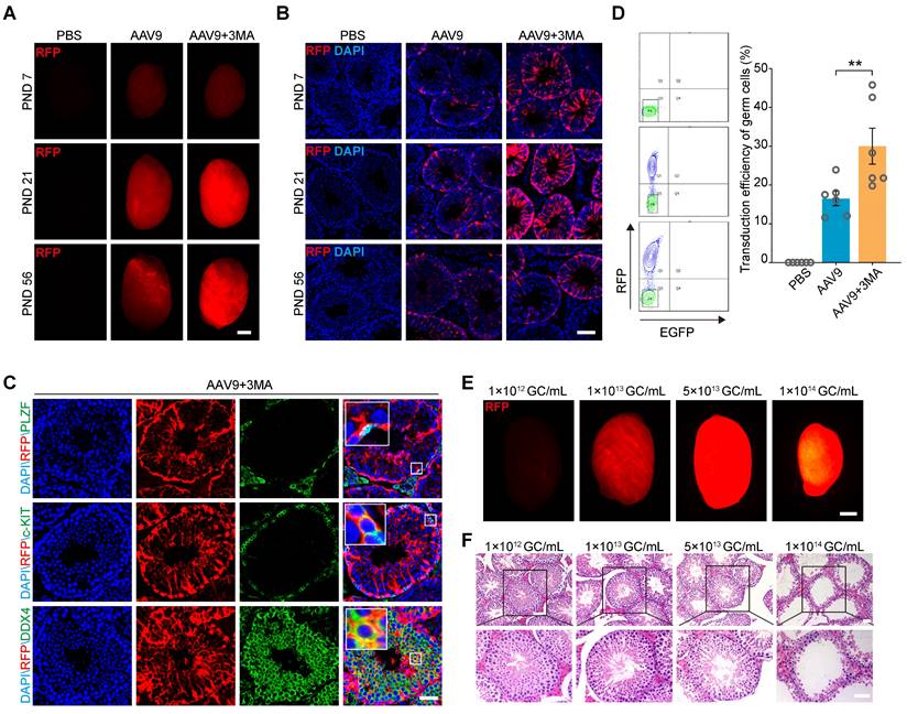 Theranostics Image