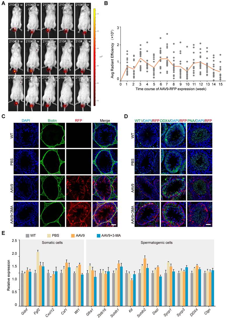 Theranostics Image