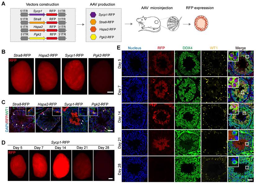 Theranostics Image