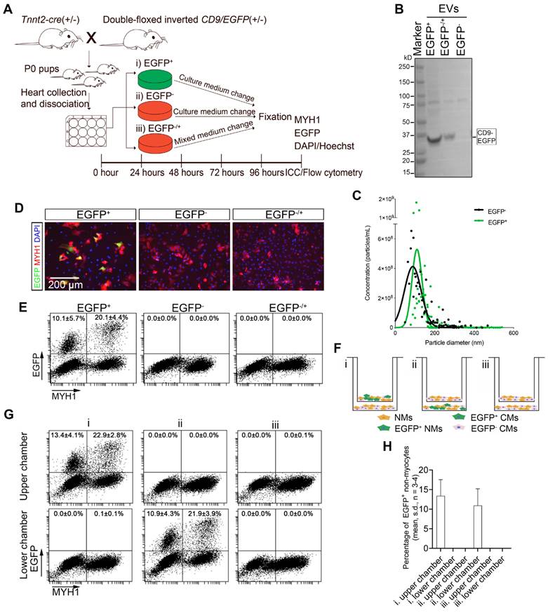 Theranostics Image