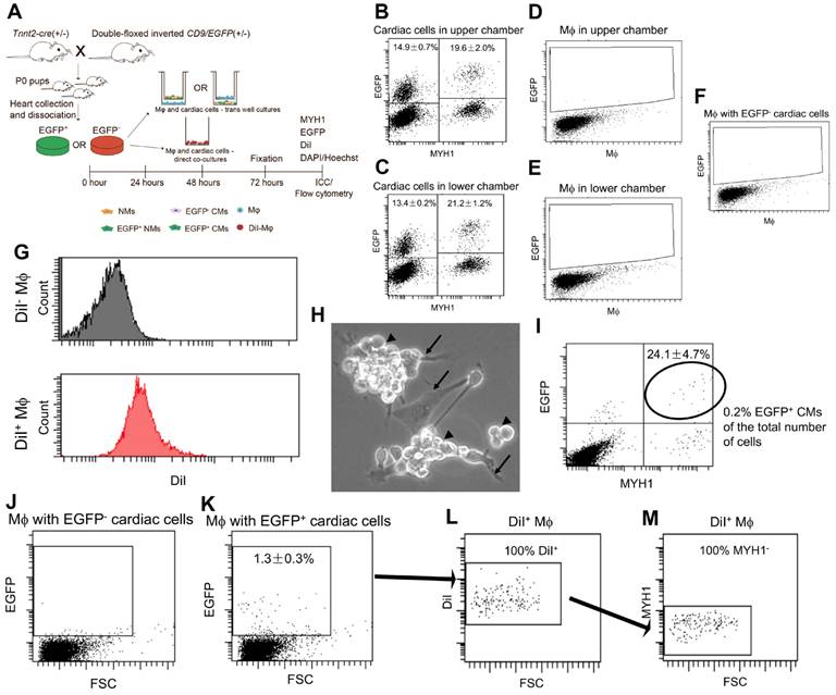 Theranostics Image
