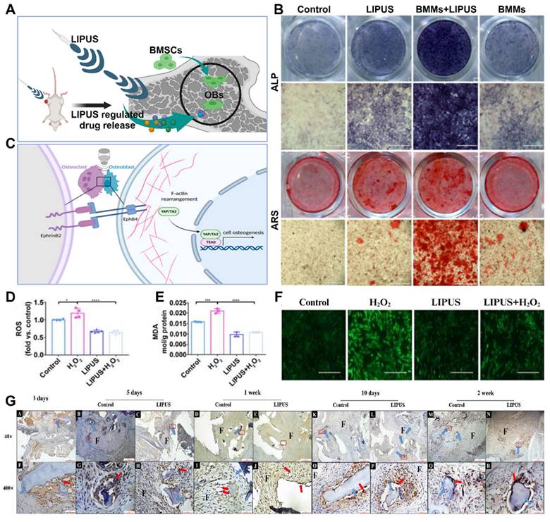 Theranostics Image