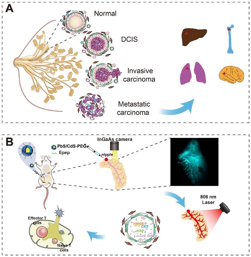 Theranostics Image