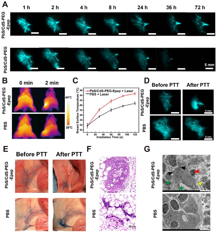 Theranostics Image