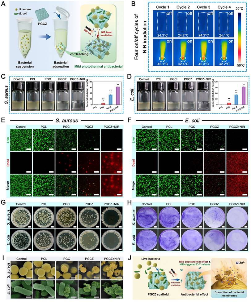 Theranostics Image