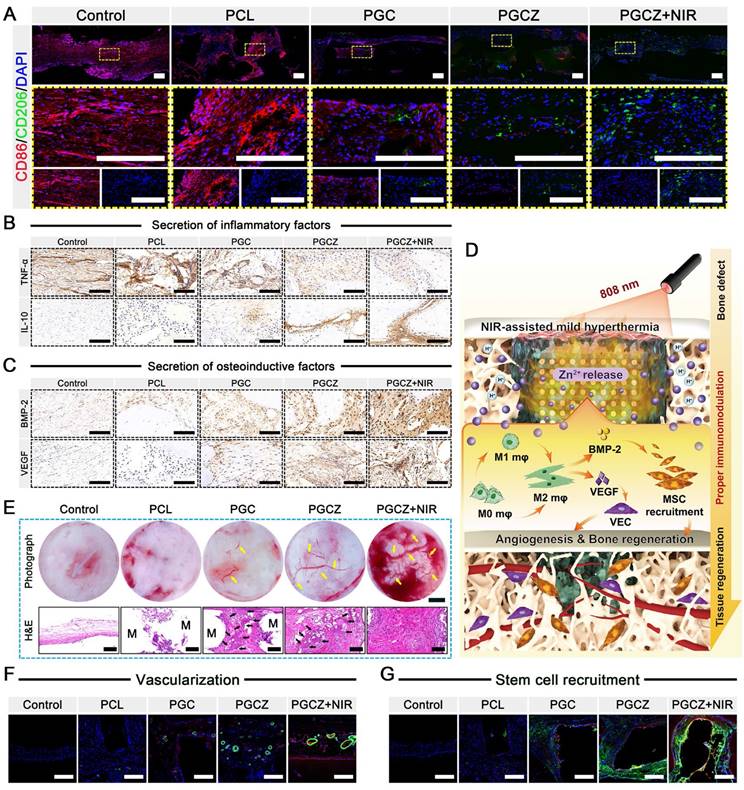 Theranostics Image